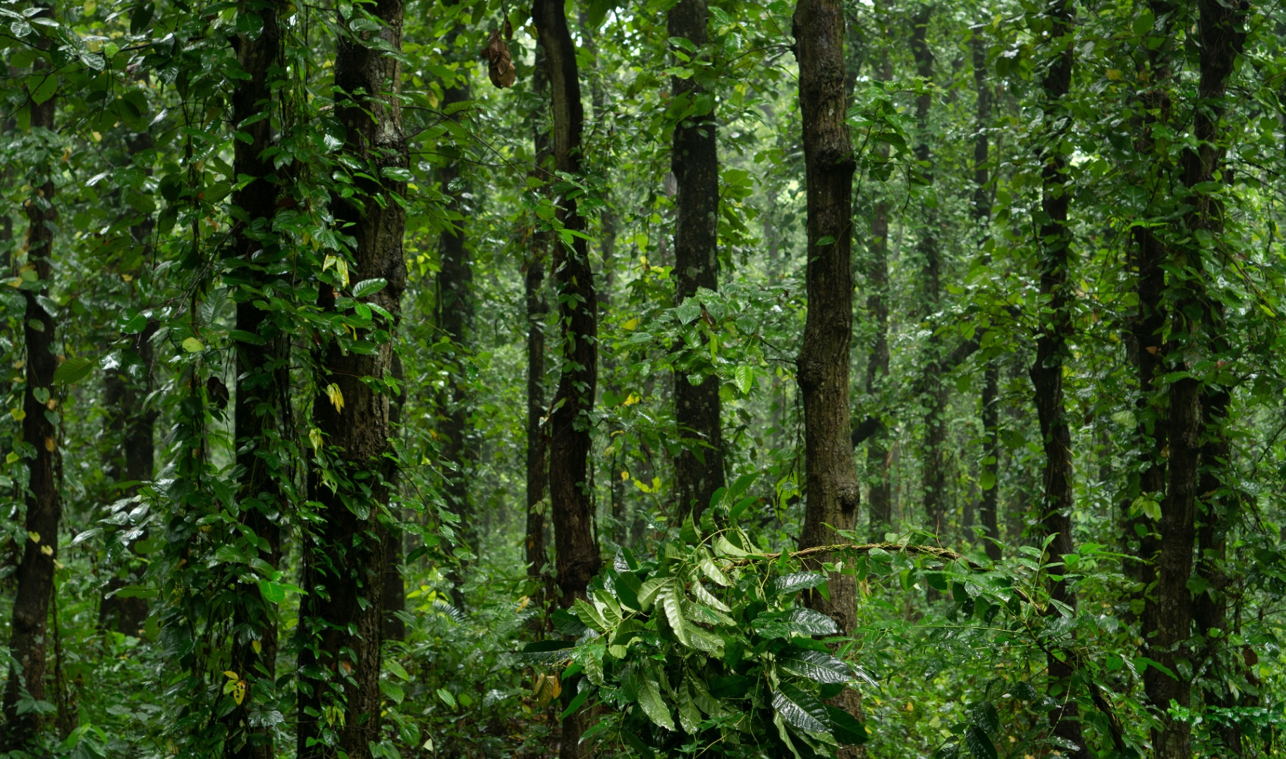 Le Rainforest : cartographier son écosystème d'innovation